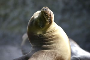 Paracas: Båttur på Ballestas-øyene - Islas Ballestas