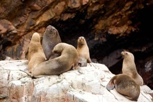 パラカス：バレスタス諸島ボートツアー＆ミニバギー乗車をお楽しみください