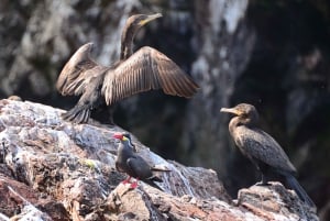 パラカス：バレスタス諸島ボートツアー＆ミニバギー乗車をお楽しみください