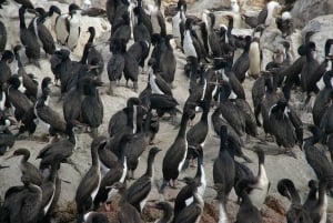 パラカス：バレスタス諸島ボートツアー＆ミニバギー乗車をお楽しみください