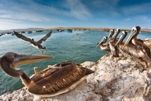 Paracas: Ballestas Islands Guided Boat Tour