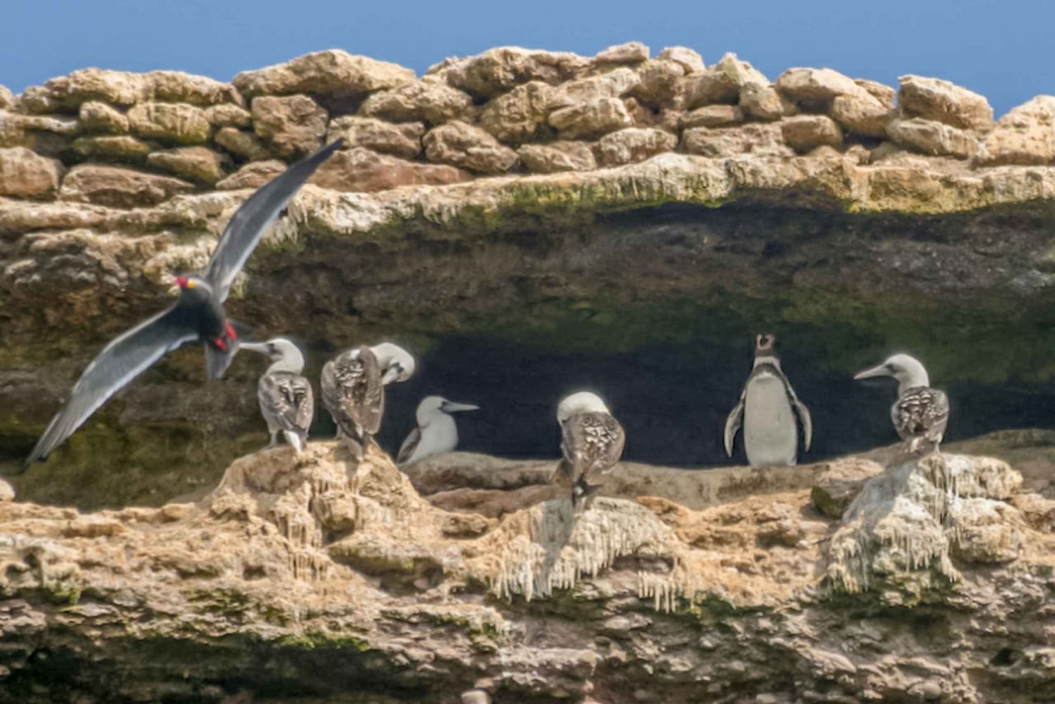 Paracas: Ballestas Islands Morning Boat Tour