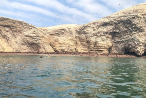 Paracas: Ballestas Islands Morning Boat Tour