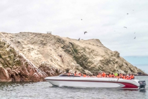 Paracas: Ballestas Islands Morning Boat Tour