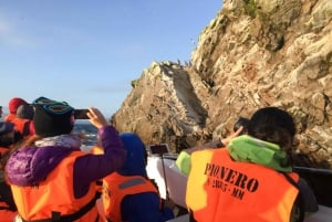 Fra Paracas: Morgenbådtur til Islas Ballestas