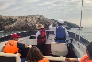 Paracas: Poranny rejs statkiem po wyspach Ballestas