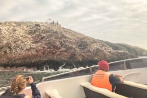Paracas : visite matinale des îles Ballestas en bateau