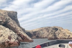 Paracas : visite matinale des îles Ballestas en bateau