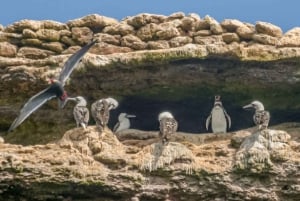 Paracas: Ballestas Islands Morning Boat Tour