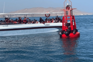 Paracas: Ballestas Islands Morning Boat Tour