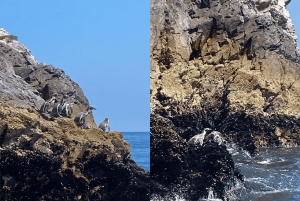 Paracas: Ballestas Islands Morning Boat Tour