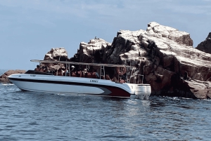 Paracas: Ballestas Islands Morning Boat Tour