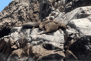 Paracas: Ballestas Islands Morning Boat Tour