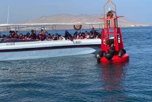 Paracas: Ballestas Islands Morning Boat Tour