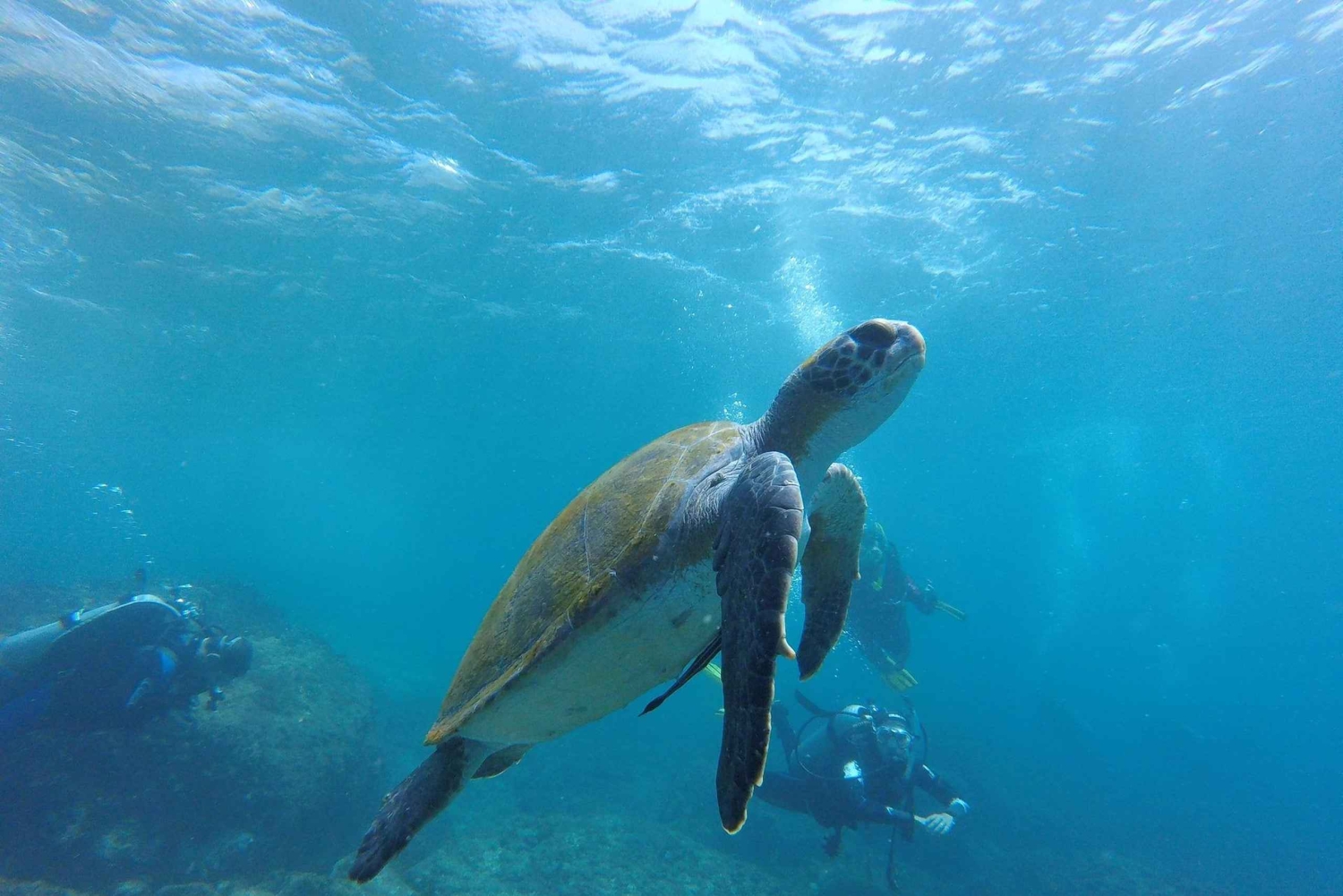 Paracas: Diving - Dive into the sea