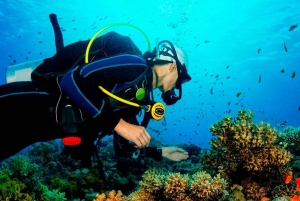 Paracas: Diving - Dive into the sea