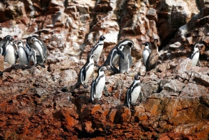 Paracas Islands & Huacachina Oasis in Ica-Adventure&Wildlife