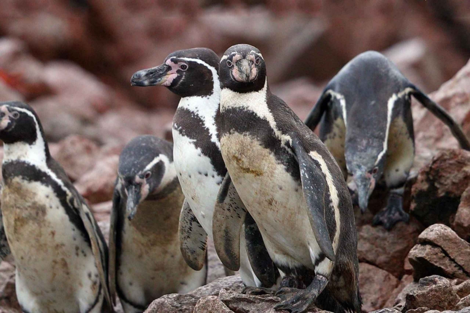 Paracas : Observation de la faune marine dans les îles Ballestas