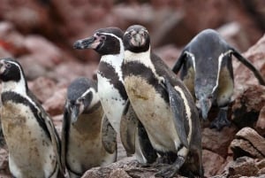 Paracas: Observation of Marine Fauna in Ballestas Islands