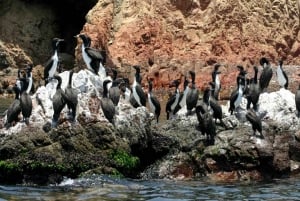 Paracas: Observação da fauna marinha nas Ilhas Ballestas