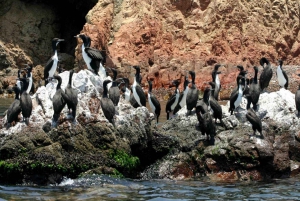 Paracas: Obserwacja fauny morskiej na wyspach Ballestas