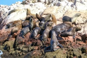 Paracas: Observatie van mariene fauna in Ballestas-eilanden