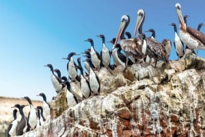 Paracas: Observasjon av den marine faunaen på Ballestas-øyene