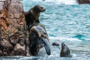 Paracas: Observation av den marina faunan på Ballestasöarna