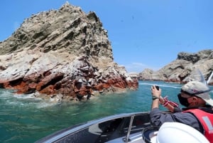 Paracas: Observation av den marina faunan på Ballestasöarna