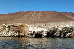 Paracas: Observation av den marina faunan på Ballestasöarna