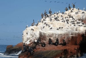 Paracas : Observation de la faune marine dans les îles Ballestas