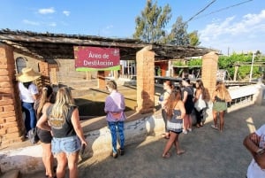 Paracas ou Pisco : Visite privée de l'oasis de Huacachina et balade en buggy