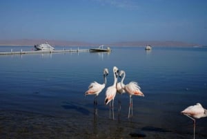 パラカス：パラカス湾カタマランツアー（忘れられない海水浴付き）
