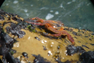 Paracas:Private Tours Paracas National Reserve all inclusive