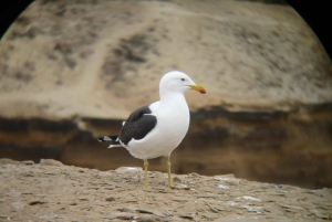 Paracas:Private Tours Paracas National Reserve all inclusive