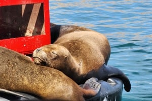 パラカス自然保護区、バレスタス諸島、ワカチナ、砂丘ツアー