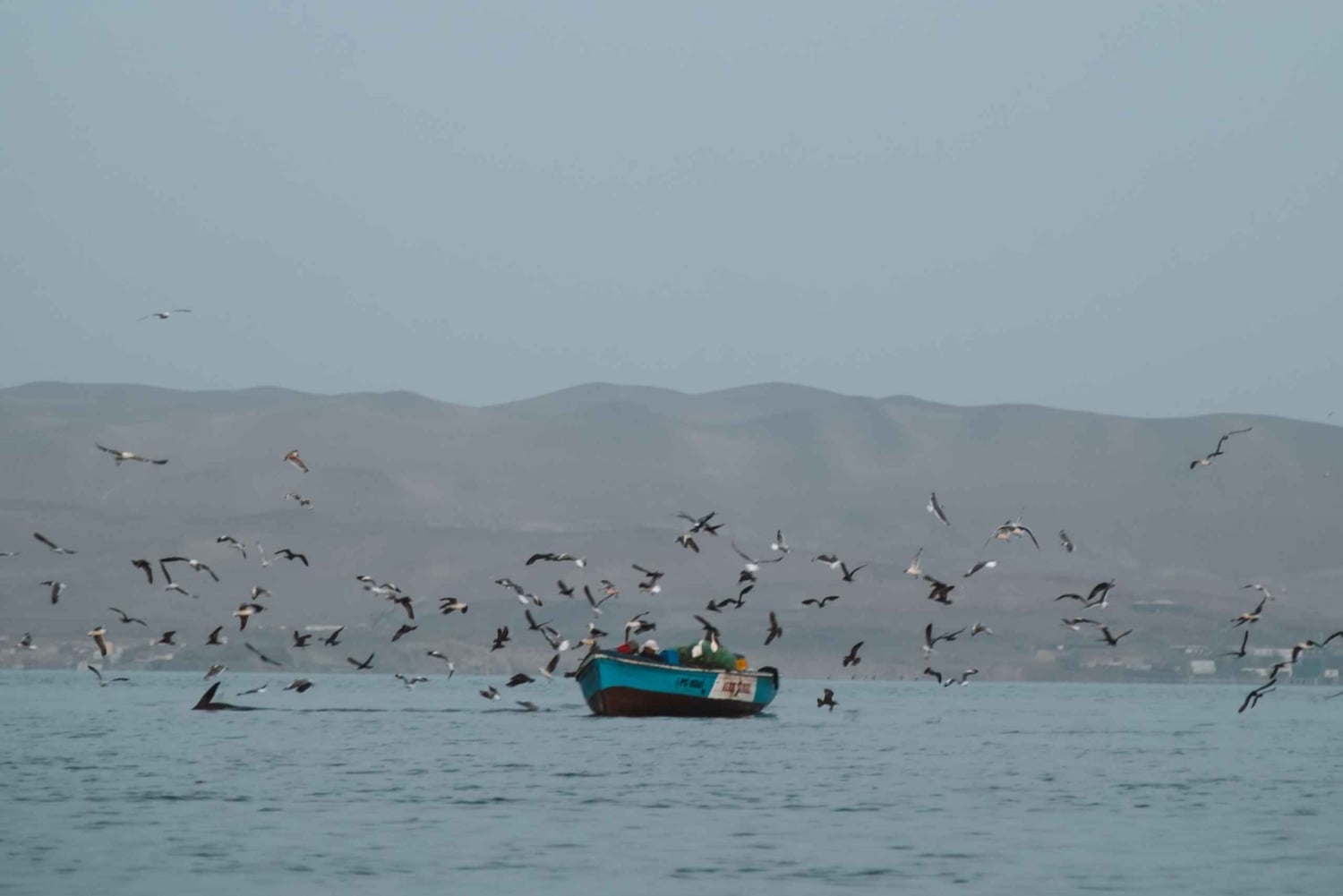Paracas Reserve: Kayaking Ecotourism Experience