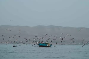 Paracas Reserve: Kayaking Ecotourism Experience