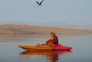 Paracas Reserve: Kayaking Ecotourism Experience