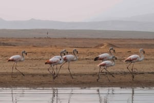 Paracas Reserve: Kayaking Ecotourism Experience