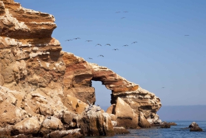 Paracas: Korte excursie naar Ballestas eiland | Zeeleeuwen |