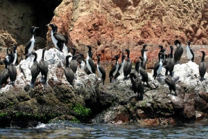 Paracas: Korte excursie naar Ballestas eiland | Zeeleeuwen |