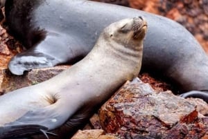 Paracas Total: Isole Ballestas e Riserva Nazionale in un solo giorno