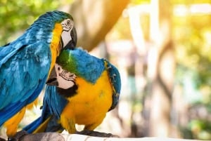 Papegaai en Ara Clay Lick Tour