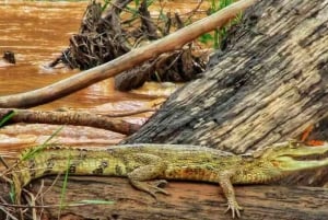 Papegaai en Ara Clay Lick Tour