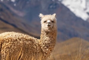 Уарас: Ледник Пасторури | Невадо Снежный тур на целый день