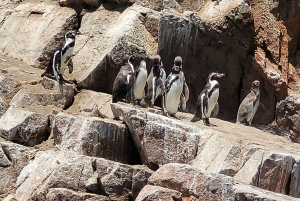 Perfect Getaway: Paracas and Ica in 3 Days and 2 Nights