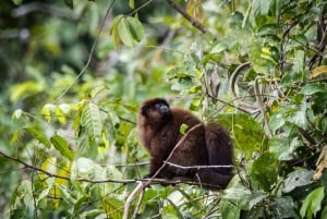 Peruanska djungeln Manu Park Fyra dagar / tre nätter