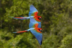 Peruvian Jungle Manu Park Four days / three nights