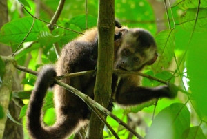 Peruvian Jungle Manu Park Four days / three nights